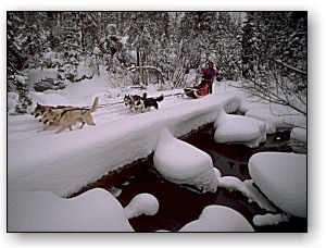 Dog Sledding Means Excitement